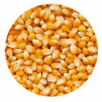 Fresh Maize 40 Kg