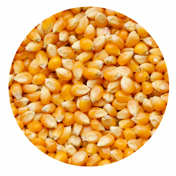 Fresh Maize 40 Kg